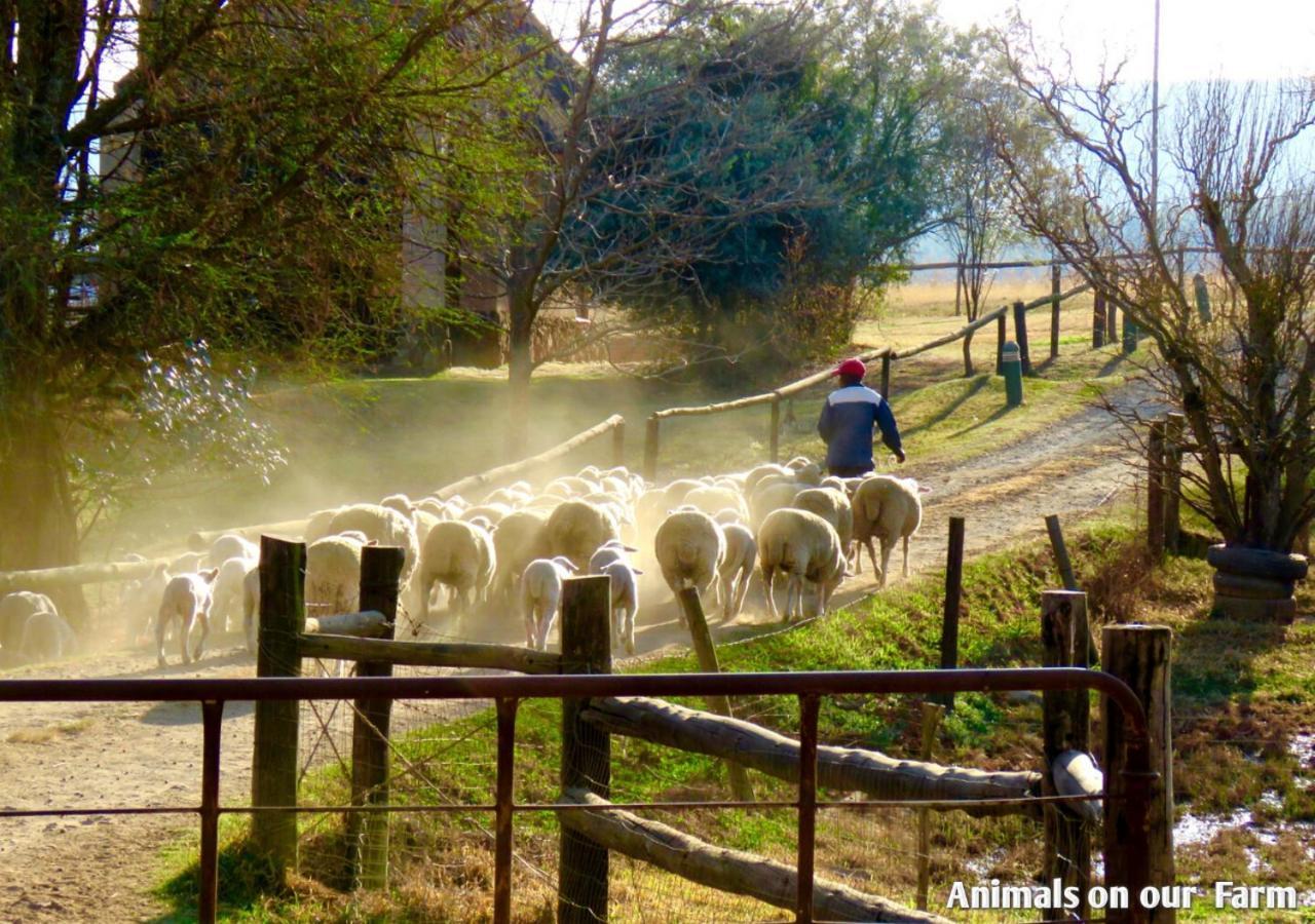 Ardmore Guest Farm Champagne Valley Екстериор снимка