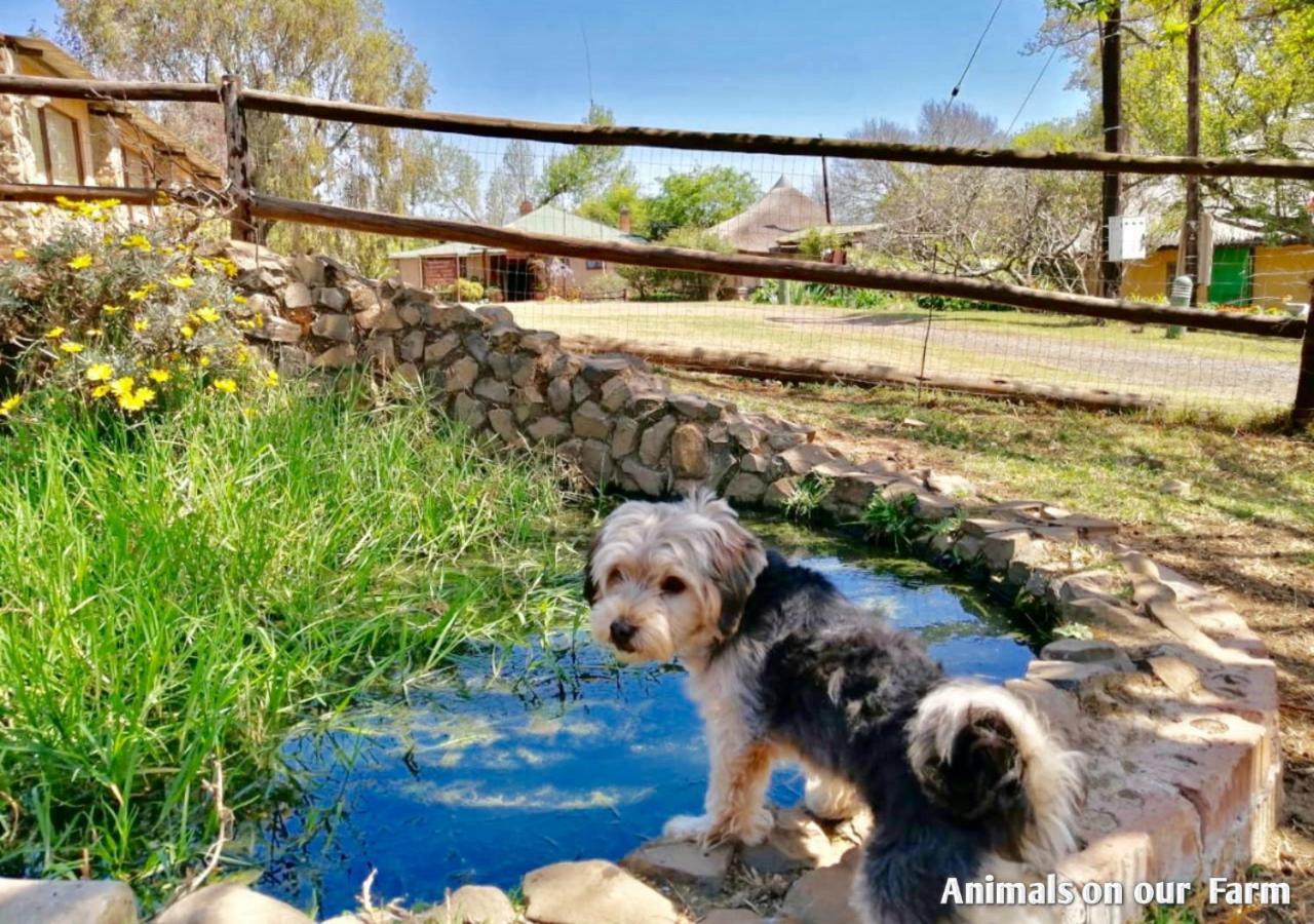 Ardmore Guest Farm Champagne Valley Екстериор снимка